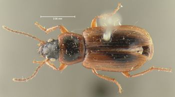 Media type: image;   Entomology 32968 Aspect: habitus dorsal view